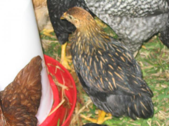 22972_chicken_tractor13_9.jpg