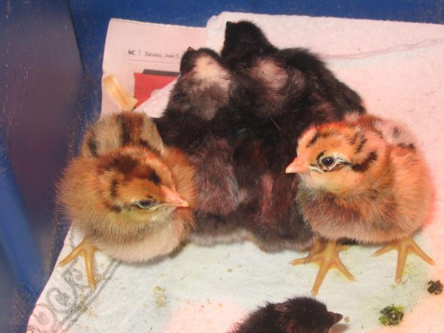 22972_chicks-_school_3.jpg