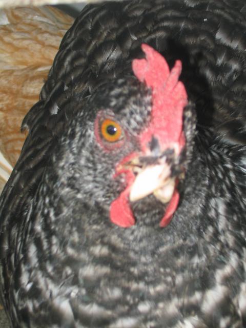 22972_rosie4.jpg