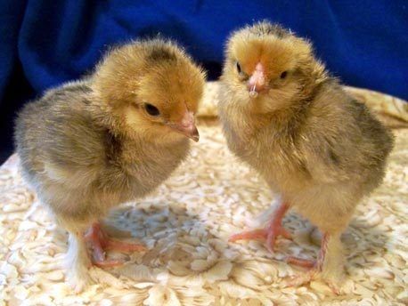 23003_buff-brahma-baby-chicks2-5-.jpg