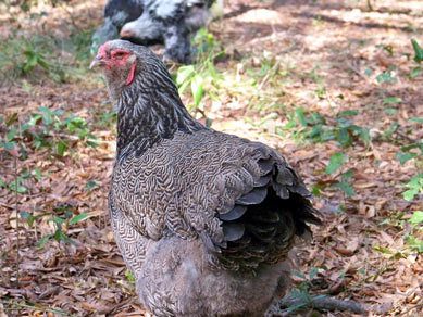 23003_dark-brahma-hen.jpg