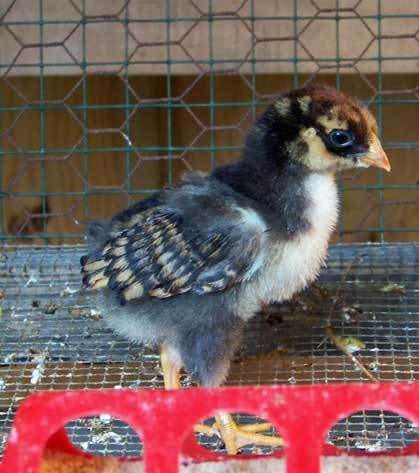 23003_golden-wyandotte-chick.jpg