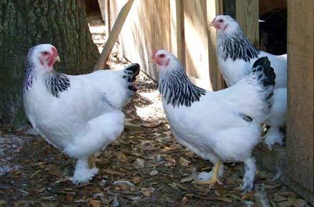 23003_light-brahma-pullets.jpg