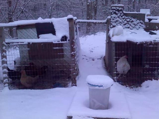23004_chickens_in_the_snow.jpg