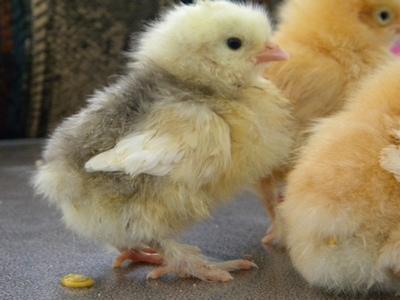 23023_chick_web.jpg