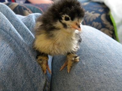 23023_chick_web_2.jpg