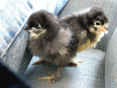 23023_chick_web_3.jpg