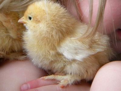 23023_chick_web_4.jpg