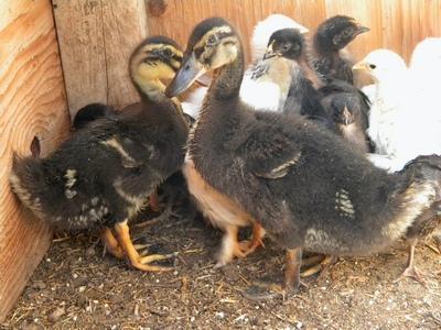 23023_duck_web2.jpg