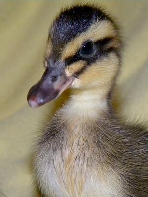 23023_duckling_web.jpg