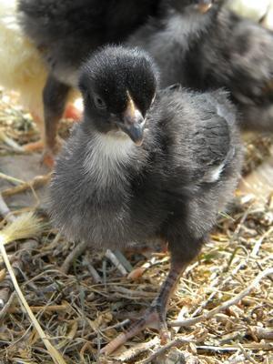 23023_little_black_web.jpg