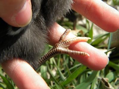23023_little_foot_web.jpg