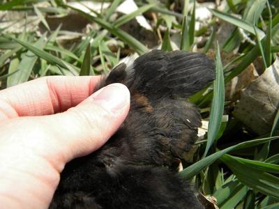 23023_little_wing_web.jpg