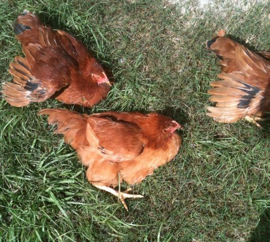 23024_chicken_dance.jpg