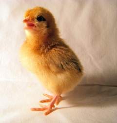23052_chick2.jpg
