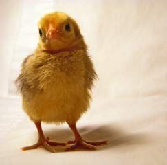 23052_chick_1.jpg