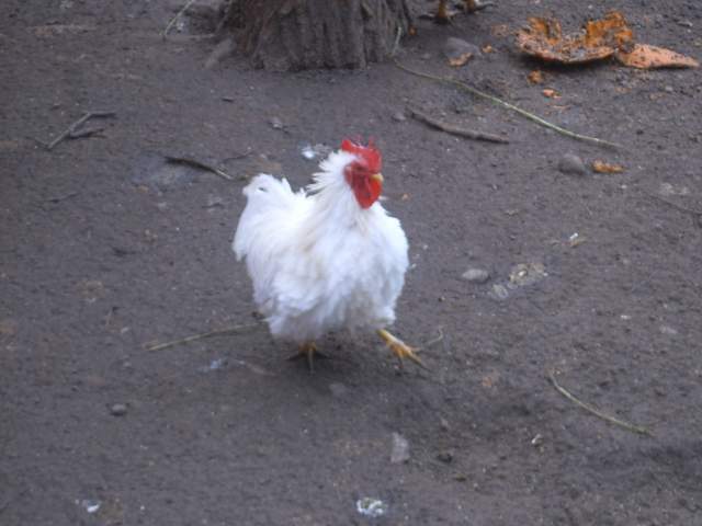 23055_chicken_061.jpg