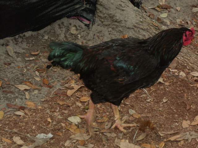 23060_gedc0686.jpg