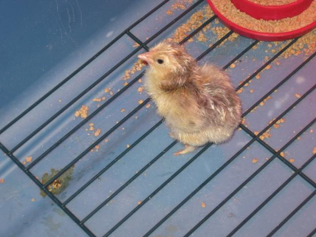 23079_062709babychicks_015.jpg