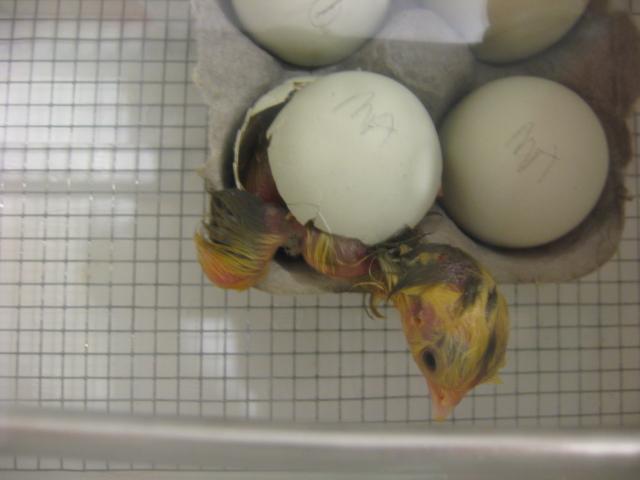 23079_araucana_hatch_821_165.jpg