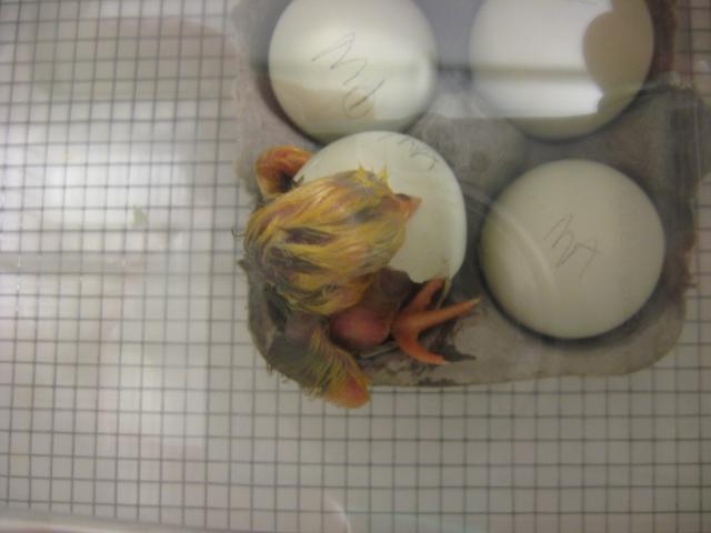 23079_araucana_hatch_821_209.jpg
