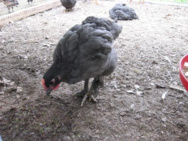 23079_chicks_023.jpg