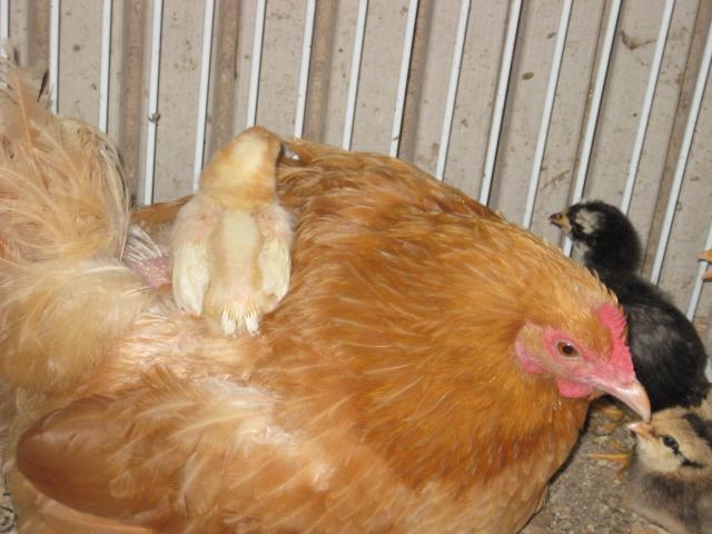 23079_new_ar_chicks_051.jpg