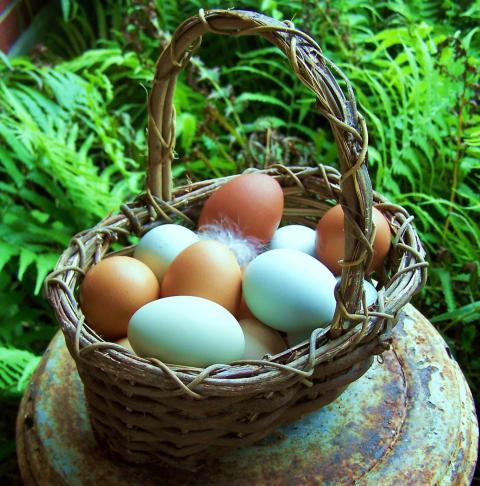 23095_basket_with_handle.jpg