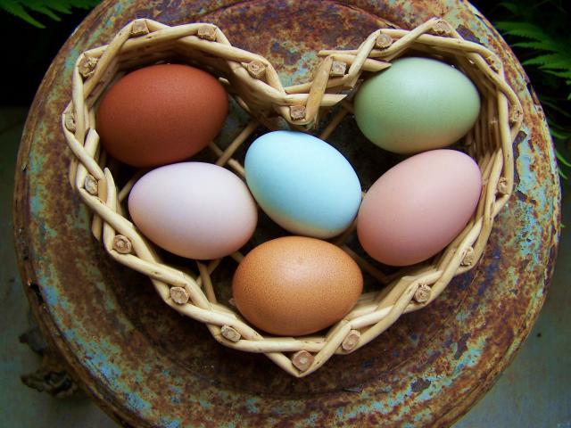 23095_multi_egg_heart.jpg