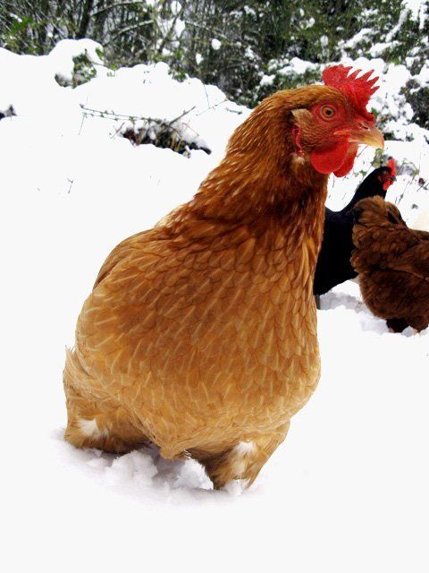 230_230_brown_hen.jpg