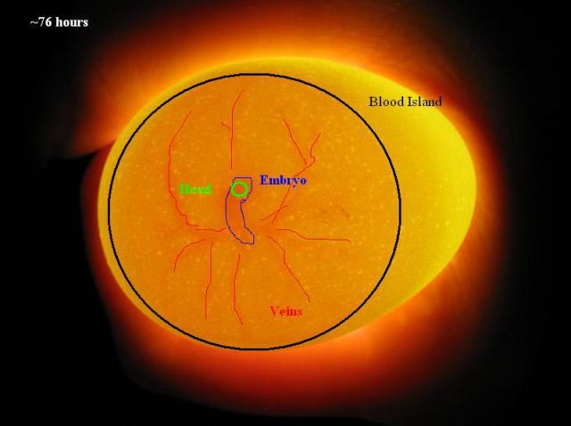 Le mirage des oeufs jour par jour : 230_230_day_3_embryo_better_copy2ann