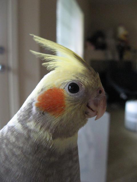 5 week old cockatiel