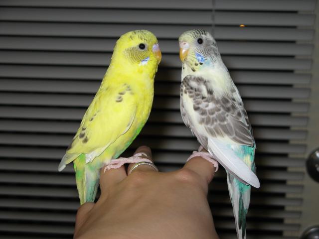 230_birds.jpg