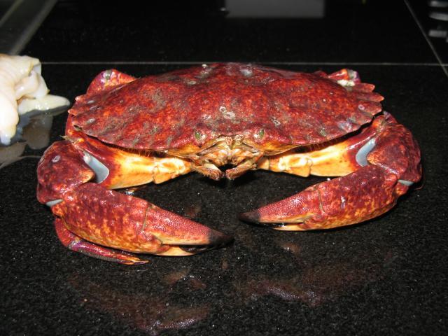 230_crab.jpg