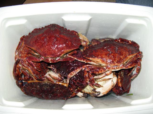 230_crabs2_small.jpg