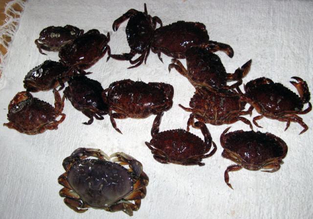 230_crabs_small.jpg