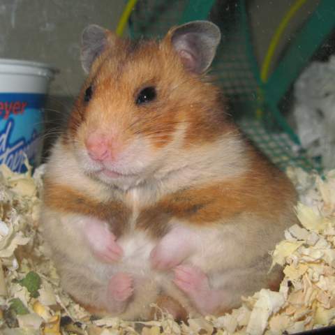 230_fatty2.jpg