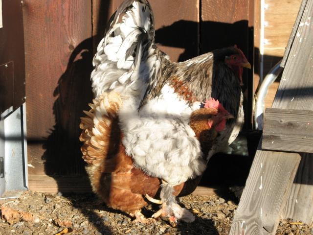 230_hen_under_caleb.jpg