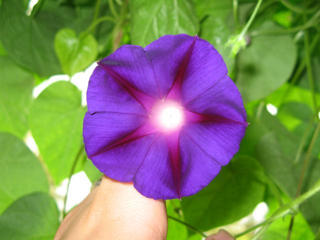 230_morning_glory.jpg