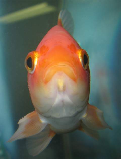 230_sad_fish.jpg