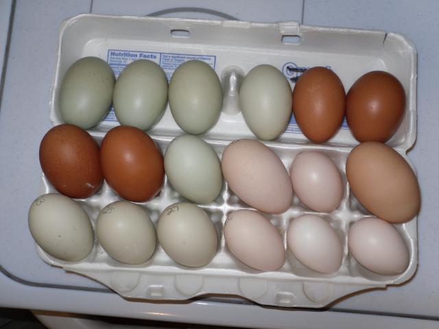 23104_crow_eggs_004.jpg