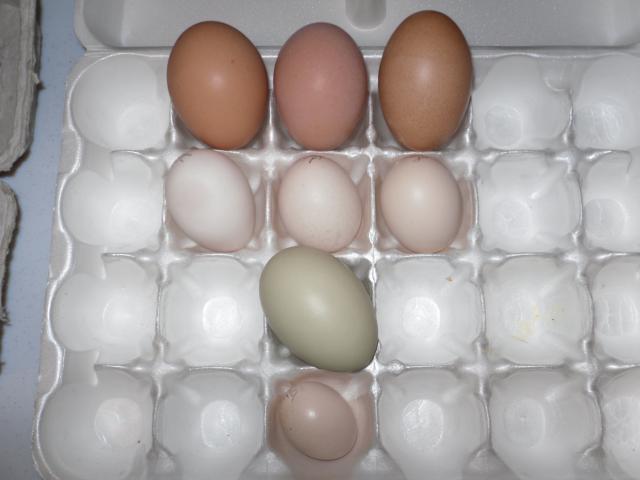23104_egg_pics_001.jpg