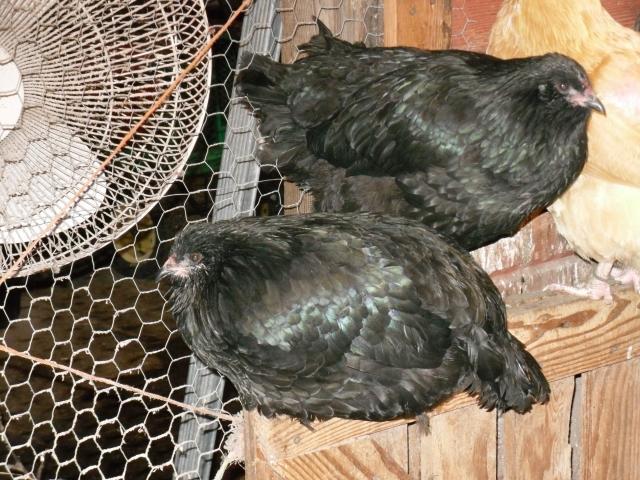 23104_new_chickens_004.jpg