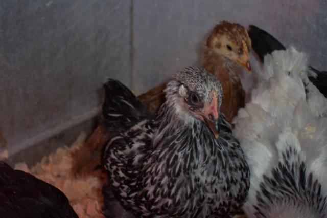 23109_chickens_060.jpg