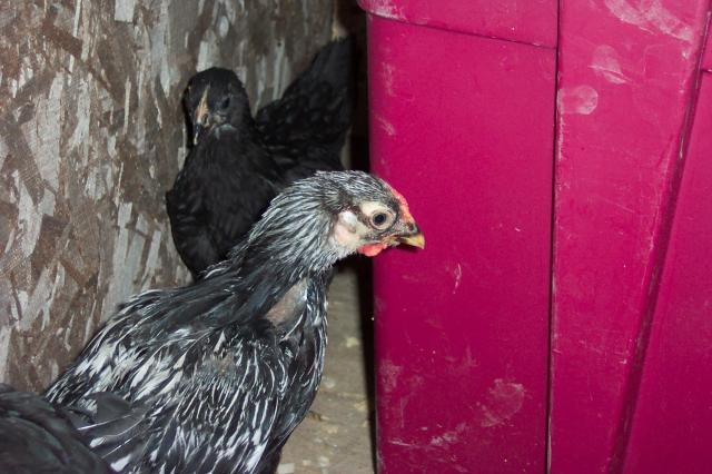 23109_chickens_063.jpg