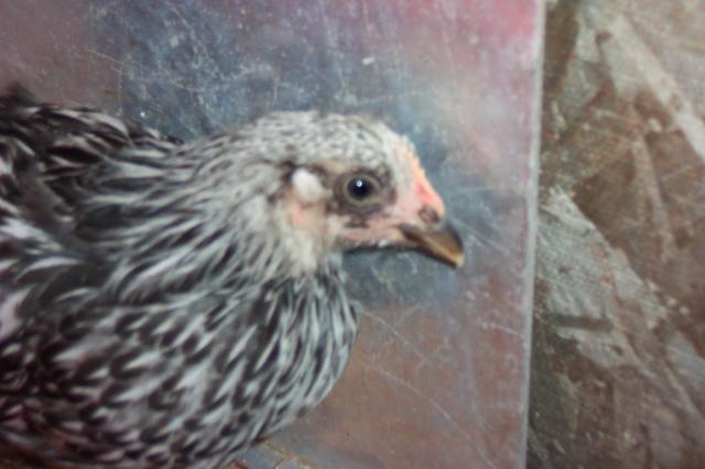 23109_chickens_064.jpg