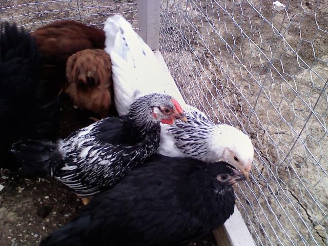 23109_chickens_089.jpg