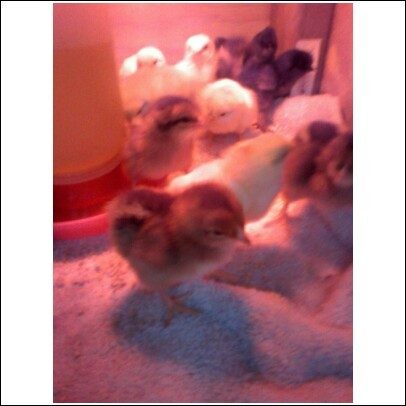 23131_chicks.jpg