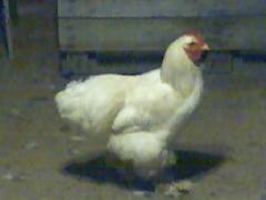 23131_gotcha_0302.jpg