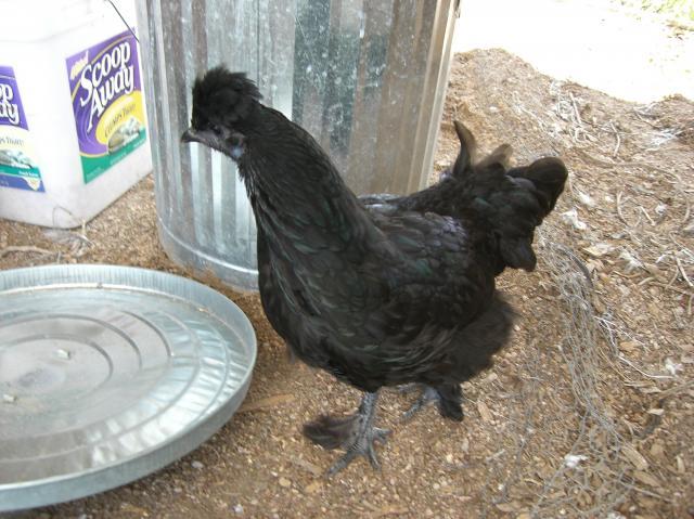 23177_cowboys_comal_fair_chickens_089.jpg